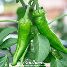 Pepper, Anaheim Chili (Capsicum annuum) - 25 Seeds - Southern Seed Exchange