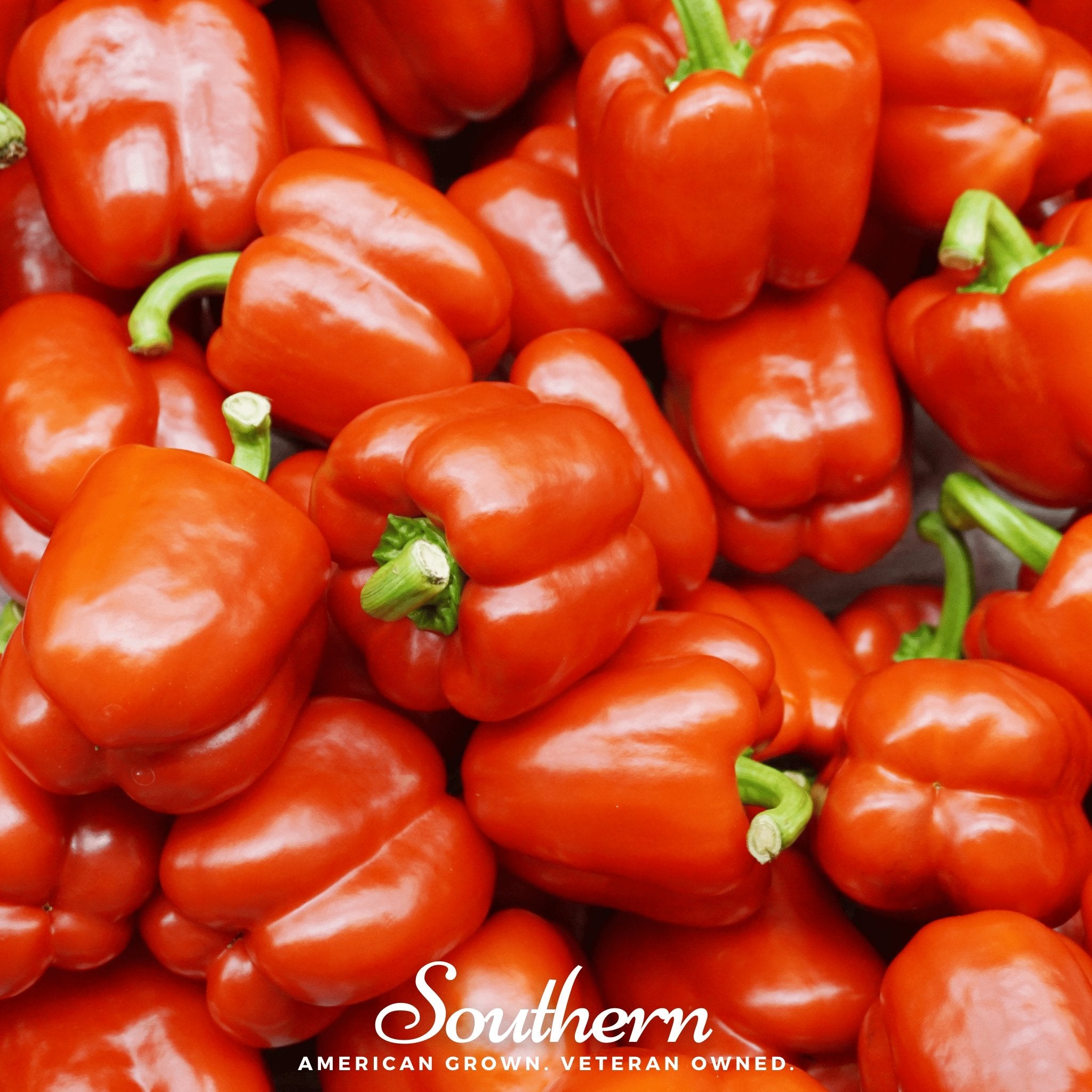 Pepper, Big Red Sweet Bell (Capsicum annuum) - 30 Seeds - Southern Seed Exchange