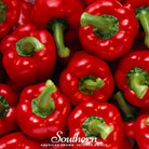 Pepper, Big Red Sweet Bell (Capsicum annuum) - 30 Seeds - Southern Seed Exchange