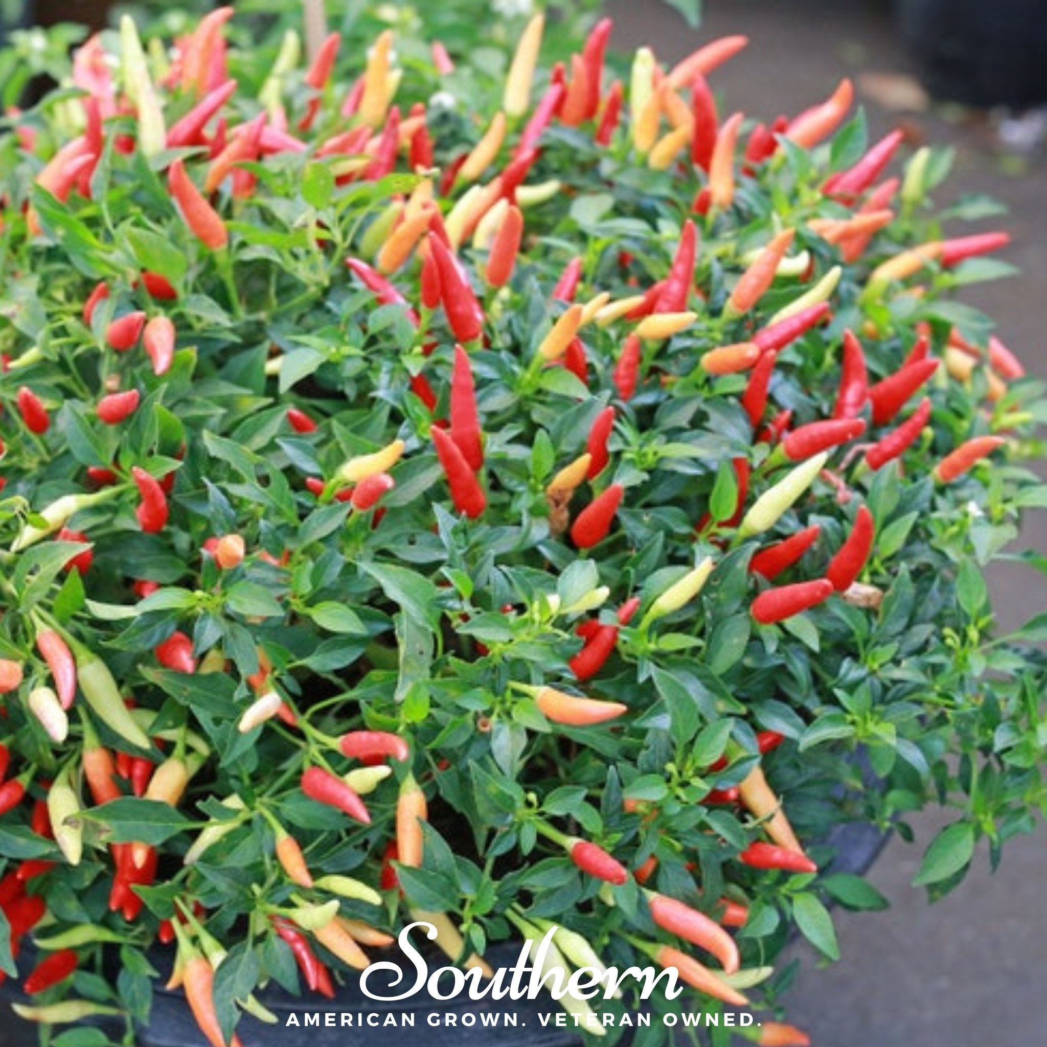 Pepper, Birds Eye Chili (Capscium annuum) - 30 Seeds - Southern Seed Exchange