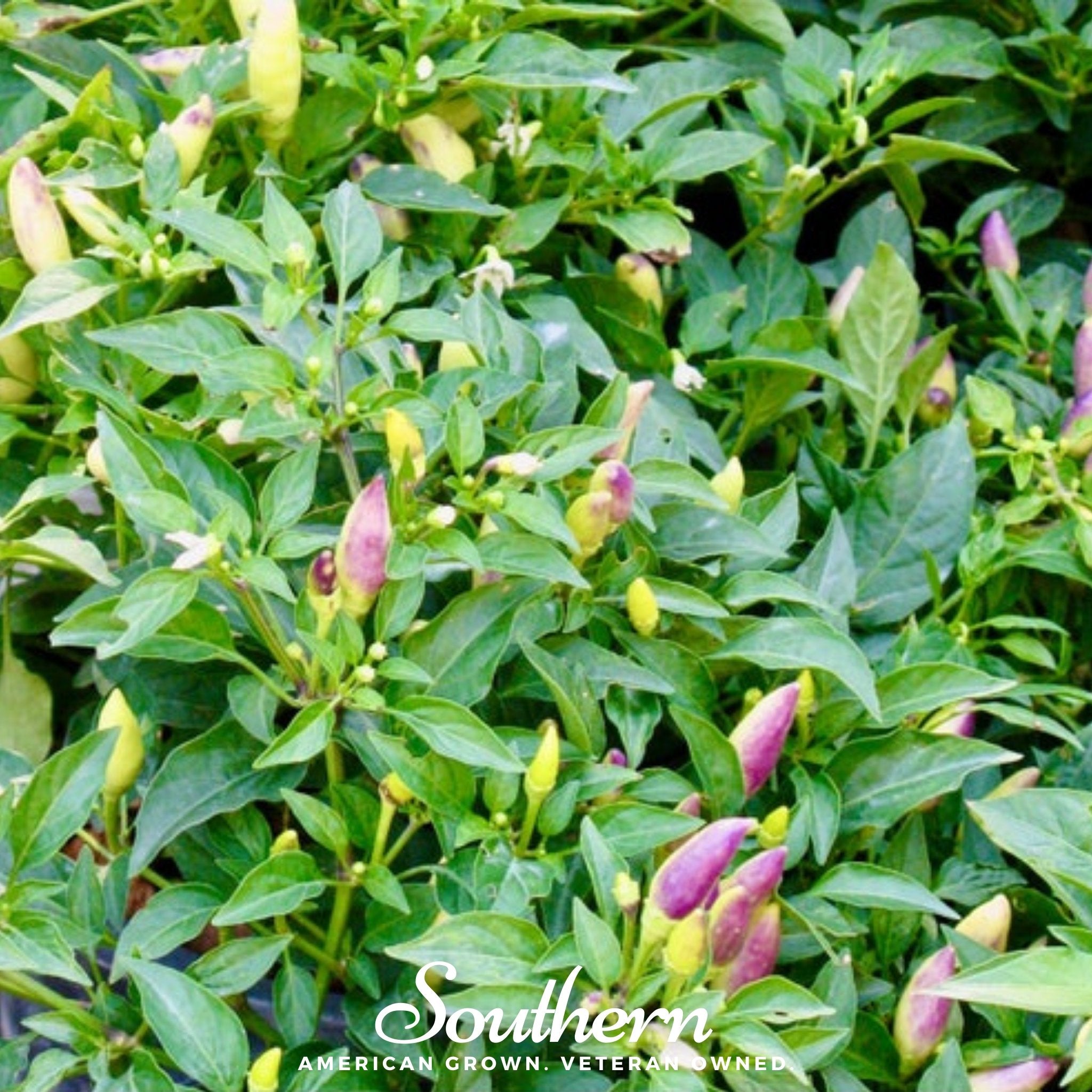 Pepper, Birds Eye Chili (Capscium annuum) - 30 Seeds - Southern Seed Exchange