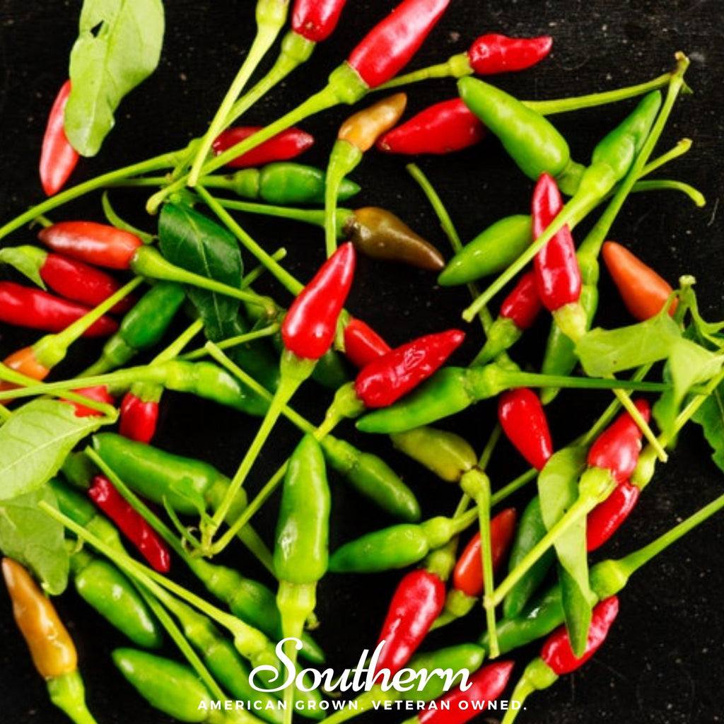 Pepper, Birds Eye Chili (Capscium annuum) - 30 Seeds - Southern Seed Exchange