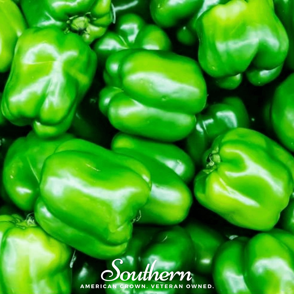 Pepper, Cal Wonder Sweet Bell (Capsicum annuum) - 30 Seeds - Southern Seed Exchange