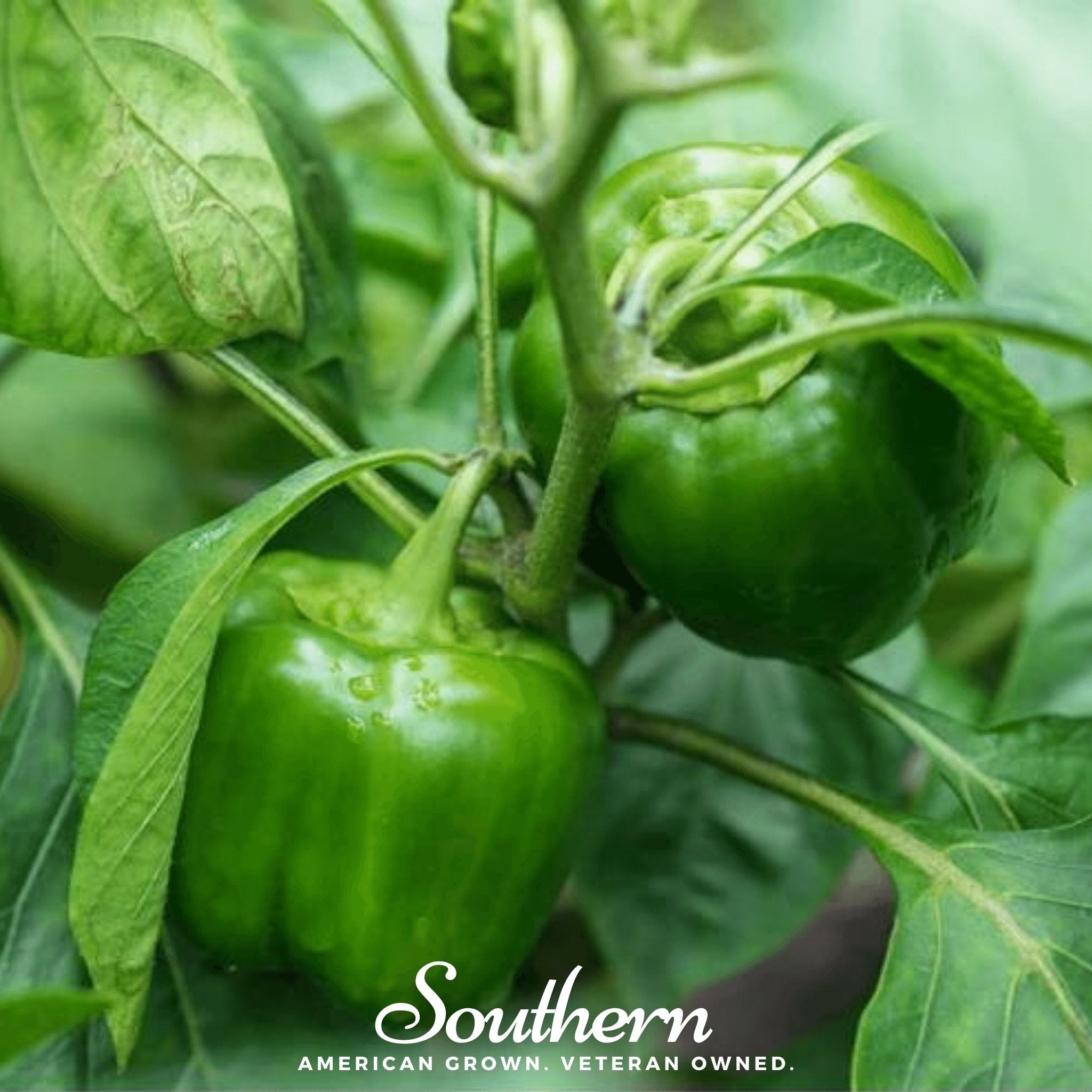 Pepper, Cal Wonder Sweet Bell (Capsicum annuum) - 30 Seeds - Southern Seed Exchange