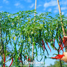 Pepper, Cayenne, Long Slim (Capscium annuum) - 30 Seeds - Southern Seed Exchange