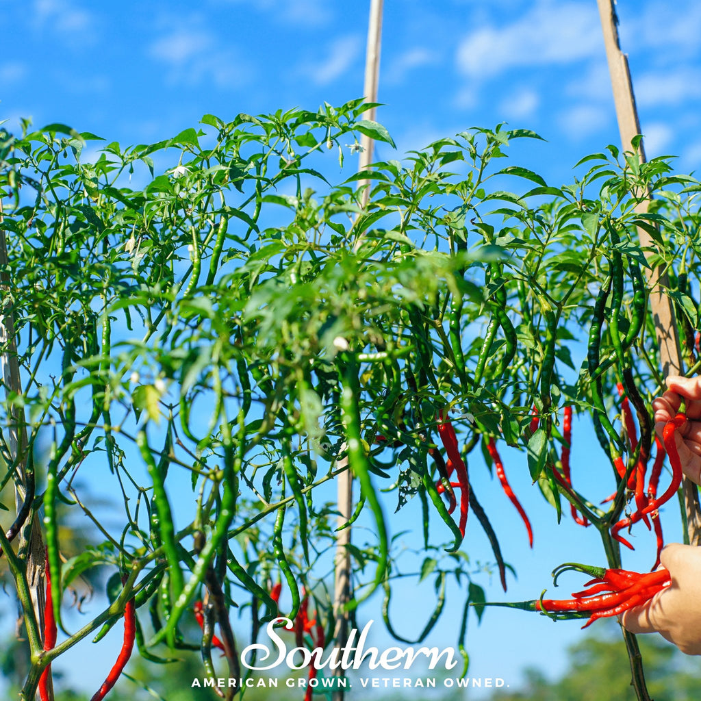 Pepper, Cayenne, Long Slim (Capscium annuum) - 30 Seeds - Southern Seed Exchange