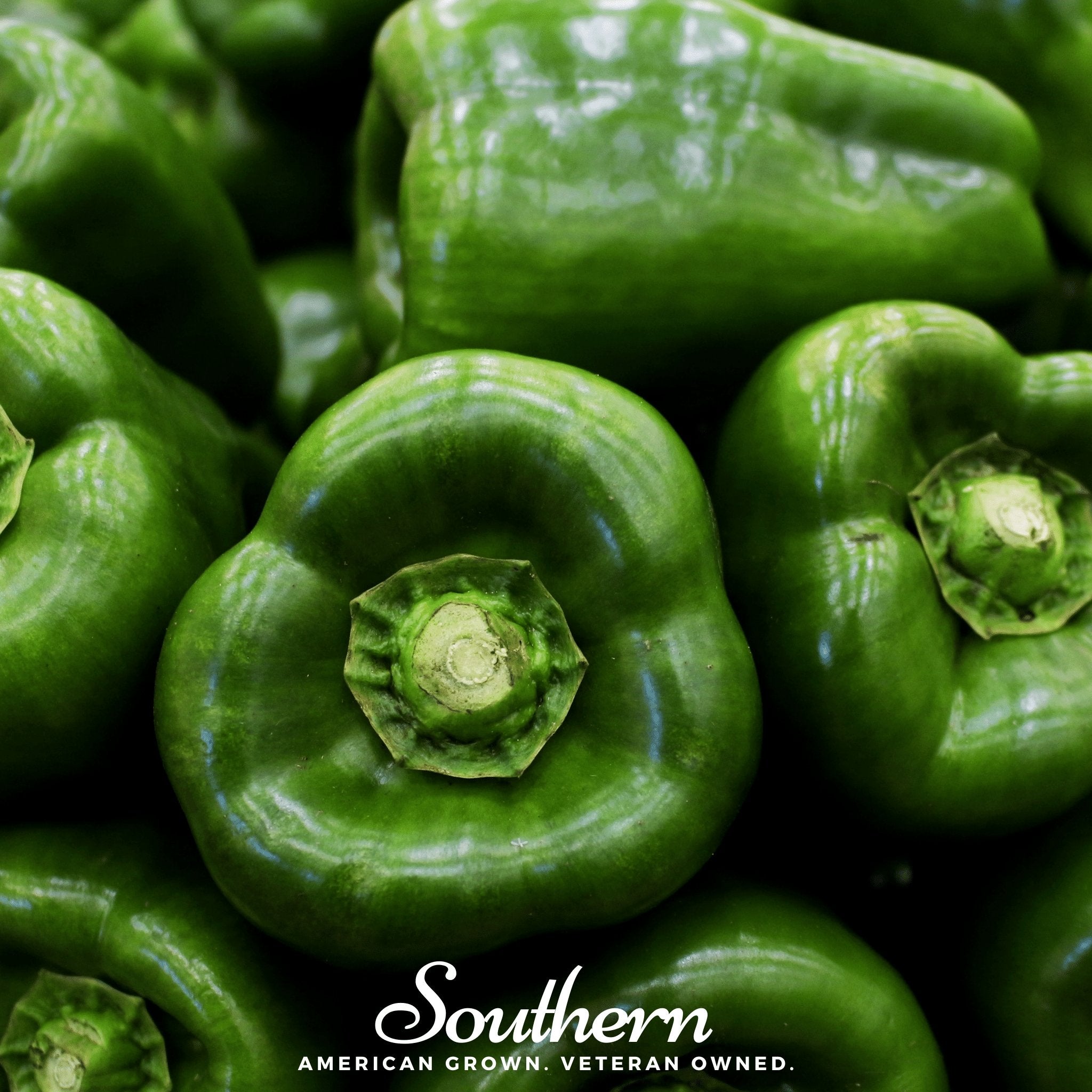 Pepper, Emerald Giant Sweet (Capsicum annuum) - 30 Seeds - Southern Seed Exchange