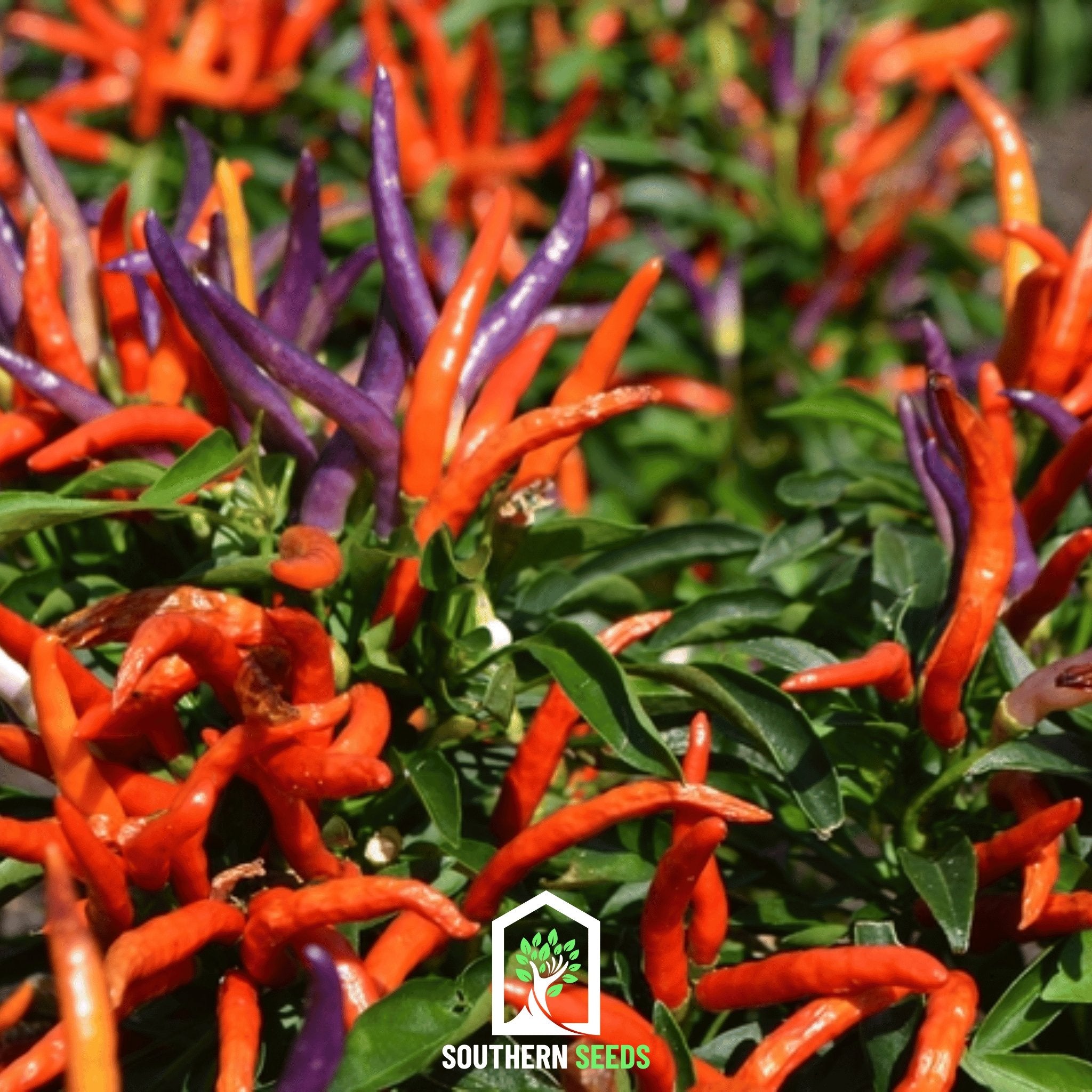 Pepper, Firework Ornamental (Capscium annuum) - 25 Seeds - Southern Seed Exchange