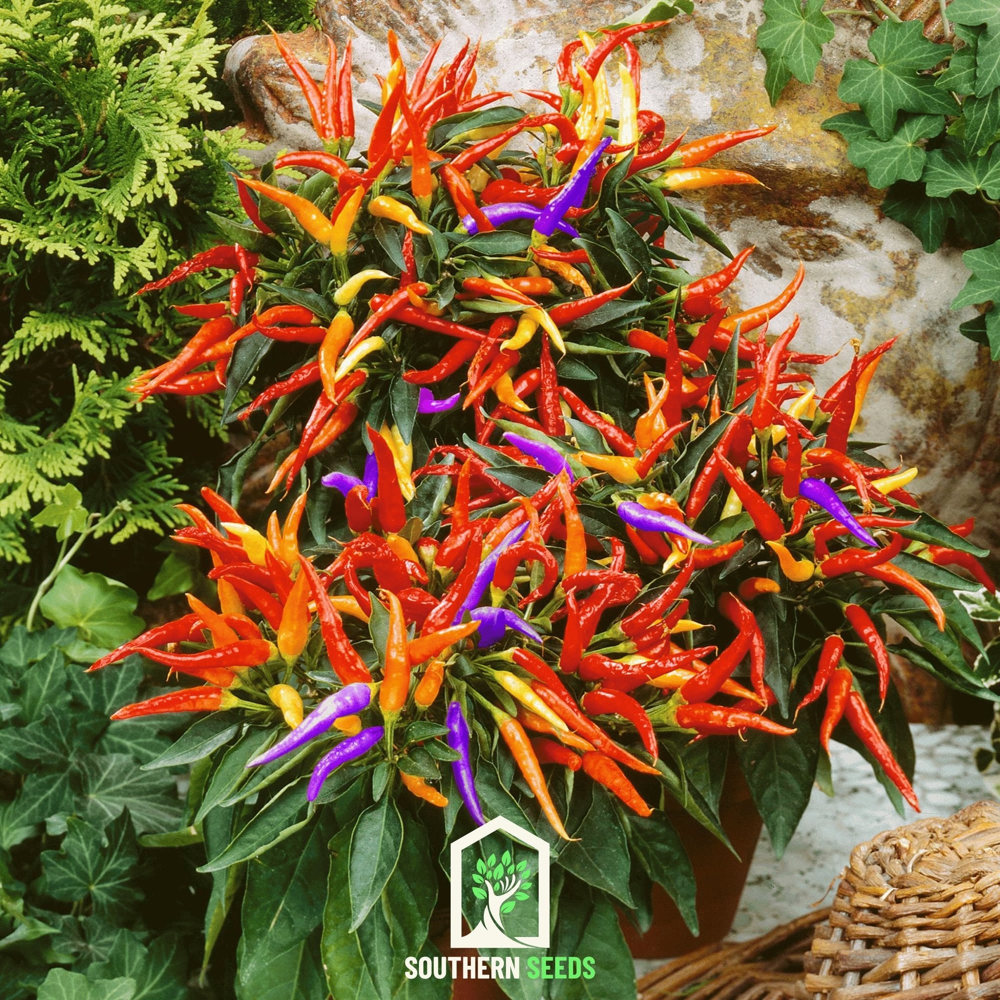 Pepper, Firework Ornamental (Capscium annuum) - 25 Seeds - Southern Seed Exchange