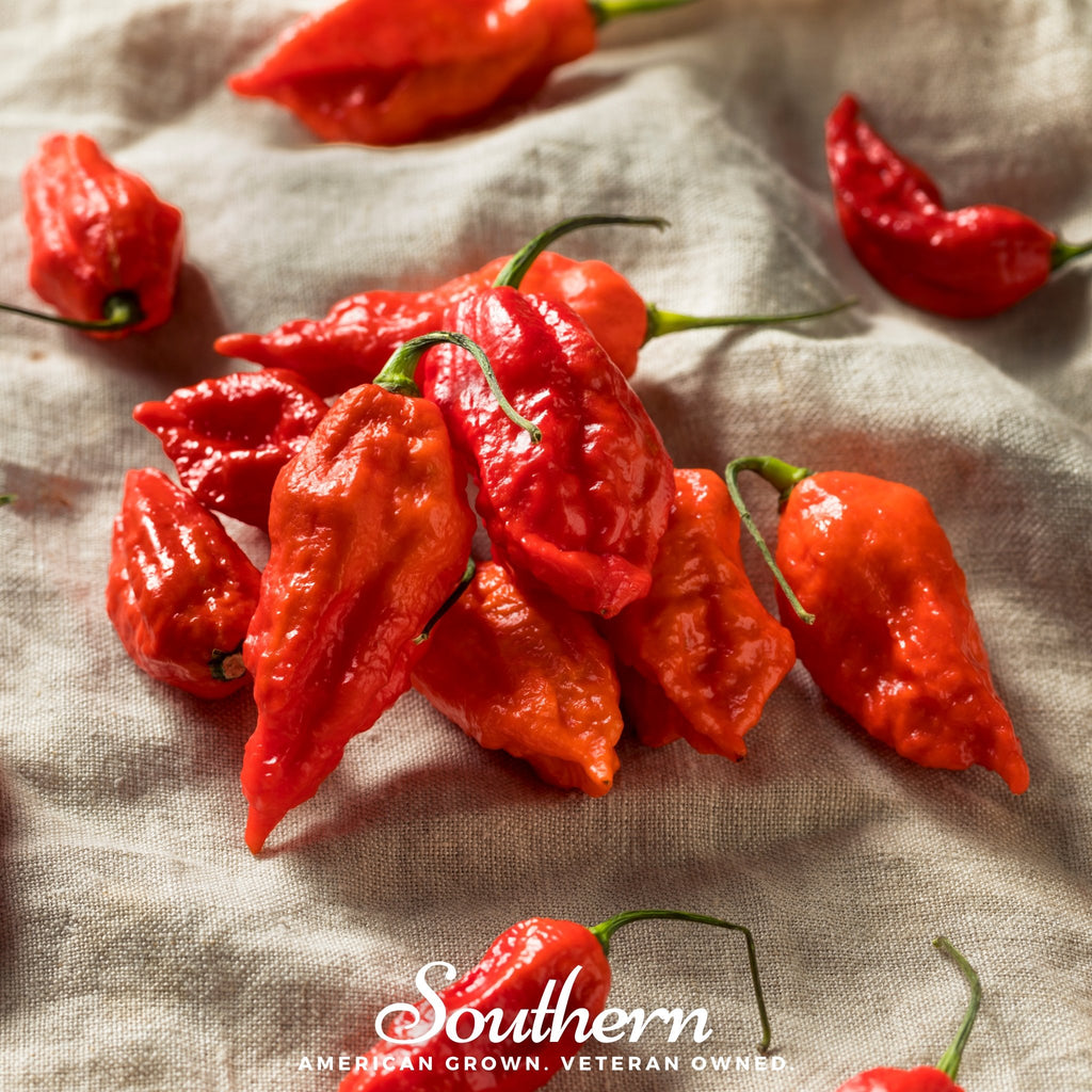 Pepper, Ghost - Red Bhut Jolokia (Capsicum annuum) - 25 Seeds - Southern Seed Exchange
