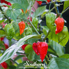 Pepper, Ghost - Red Bhut Jolokia (Capsicum annuum) - 25 Seeds - Southern Seed Exchange