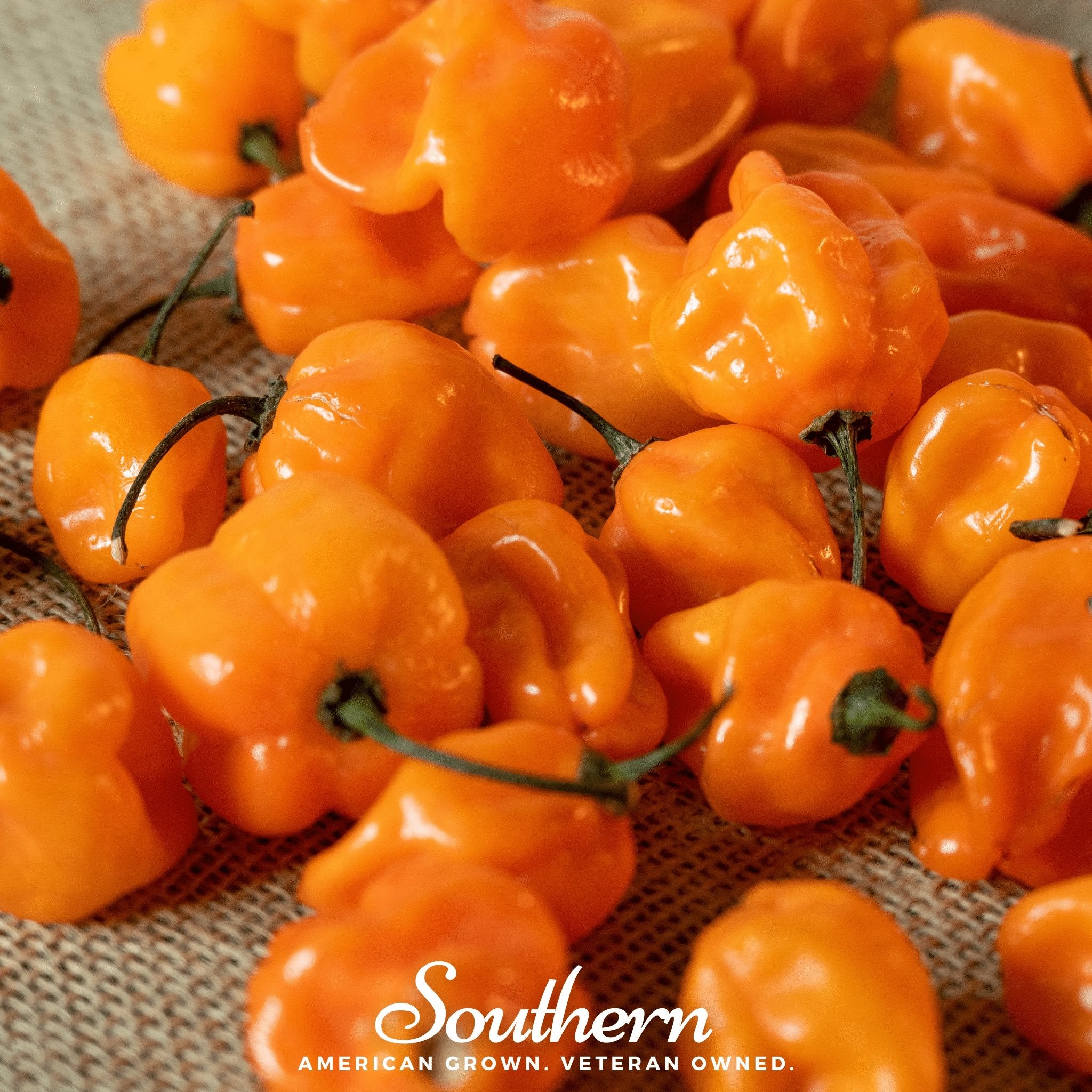 Pepper, Habanero, Orange (Capsicum chinense) - 30 Seeds - Southern Seed Exchange