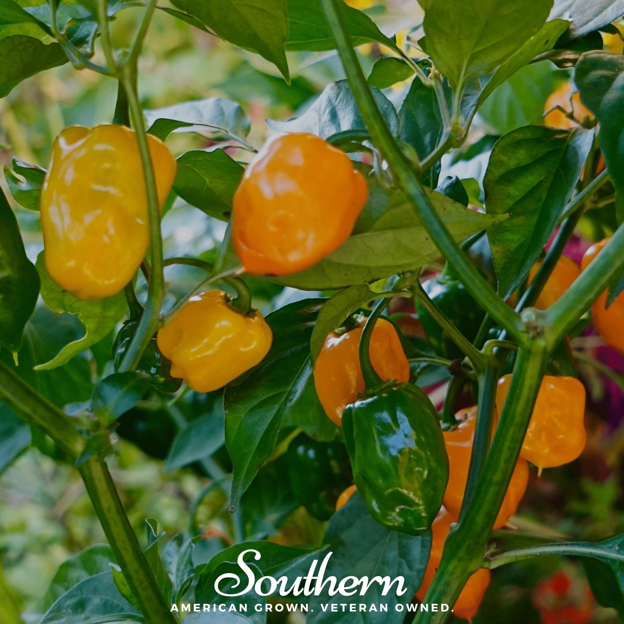 Pepper, Habanero, Orange (Capsicum chinense) - 30 Seeds - Southern Seed Exchange