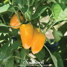 Pepper, Lunchbox Sweet Pepper - 25 Seeds - Southern Seed Exchange