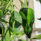 Pepper, Poblano Ancho Grande (Capsicum annuum) - 25 Seeds - Southern Seed Exchange