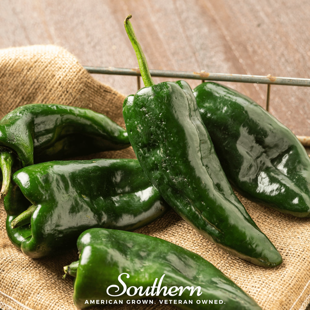 Pepper, Poblano Ancho Grande (Capsicum annuum) - 25 Seeds - Southern Seed Exchange