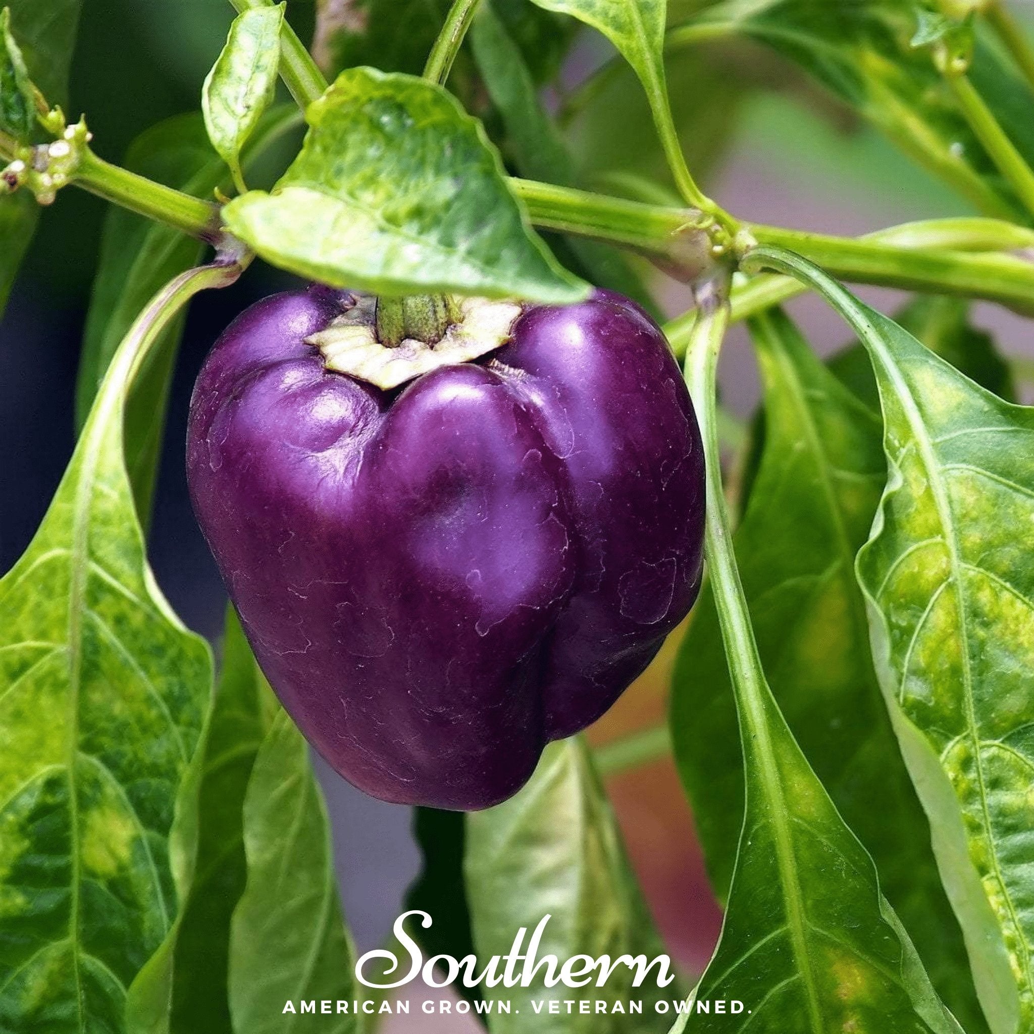 Pepper, Purple Beauty, Sweet (Capsicum annuum) - 30 Seeds - Southern Seed Exchange