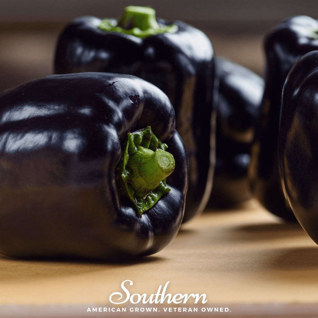Pepper, Purple Beauty, Sweet (Capsicum annuum) - 30 Seeds - Southern Seed Exchange