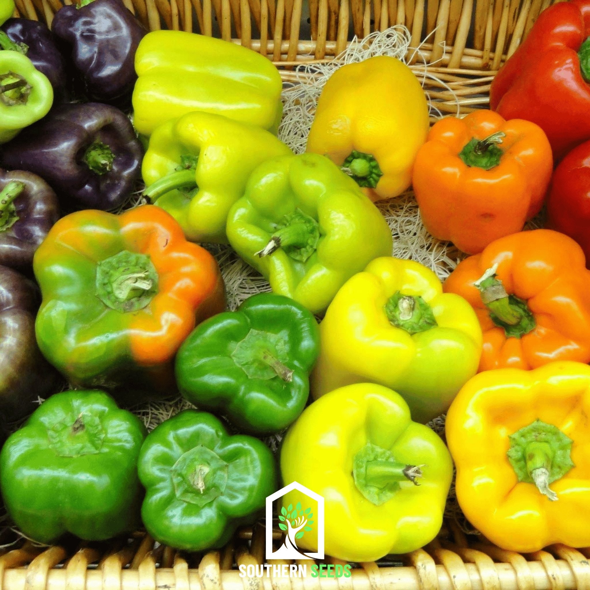 Pepper, Rainbow Bell Sweet (Capsicum annuum) - 25 Seeds - Southern Seed Exchange