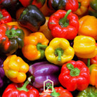 Pepper, Rainbow Bell Sweet (Capsicum annuum) - 25 Seeds - Southern Seed Exchange