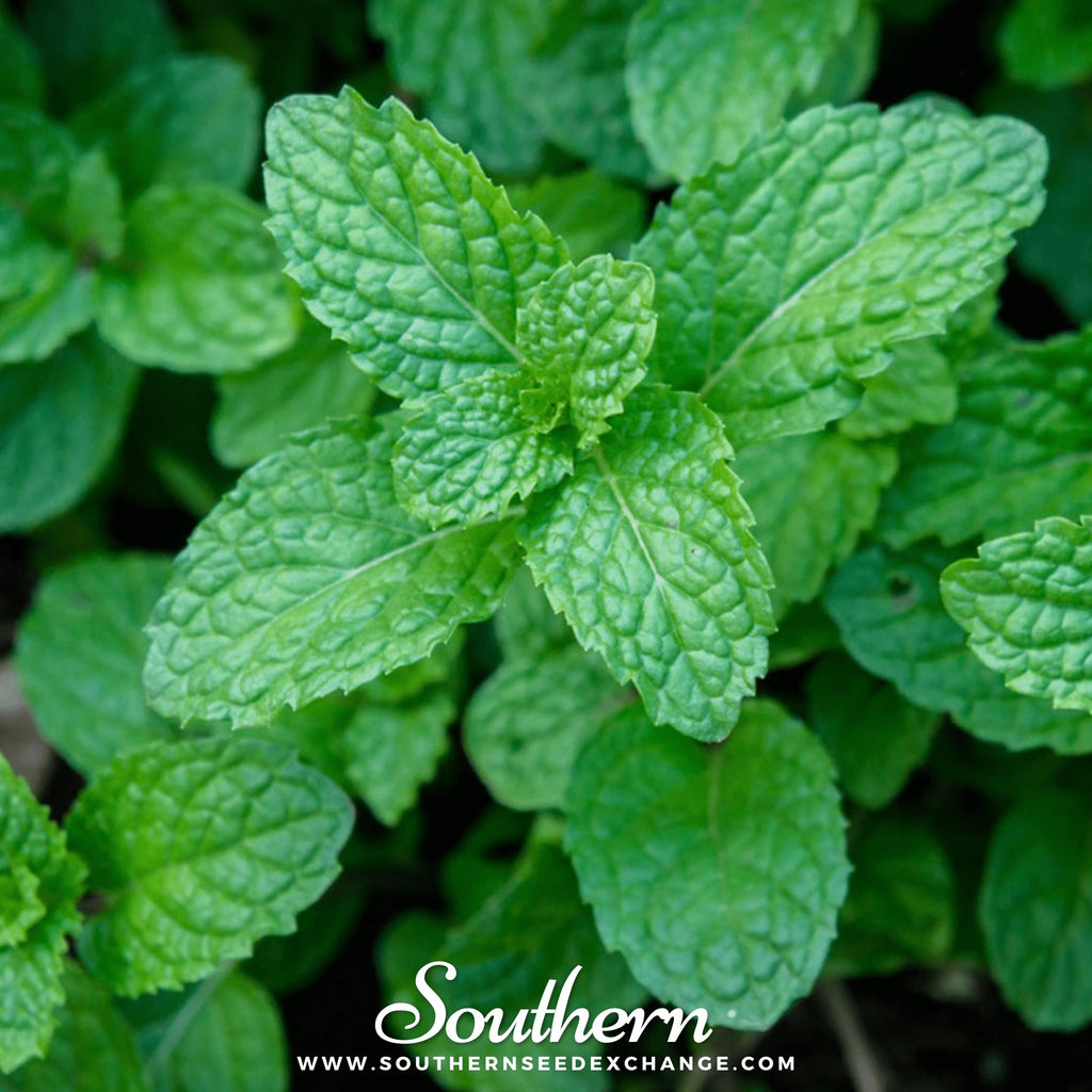 Peppermint (Mentha Piperita) - 100 Seeds - Southern Seed Exchange