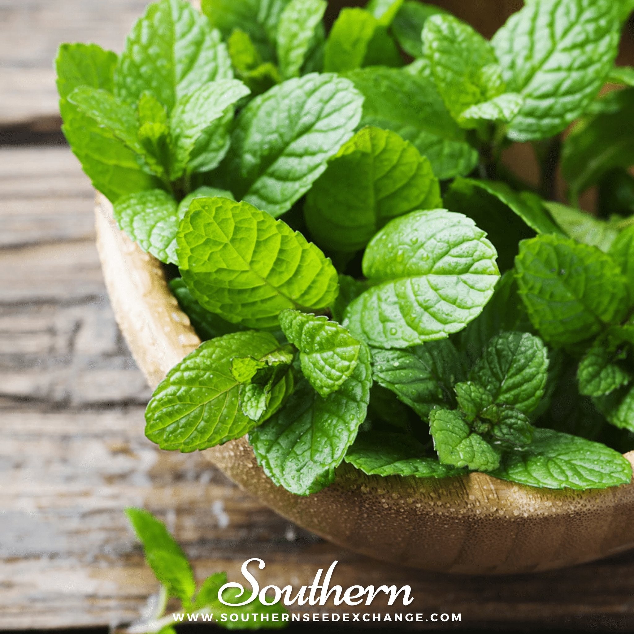 Peppermint (Mentha Piperita) - 100 Seeds - Southern Seed Exchange