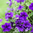 Petunia, Alderman Blue (Petunia nana compacta) - 100 Seeds - Southern Seed Exchange