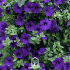 Petunia, Alderman Blue (Petunia nana compacta) - 100 Seeds - Southern Seed Exchange