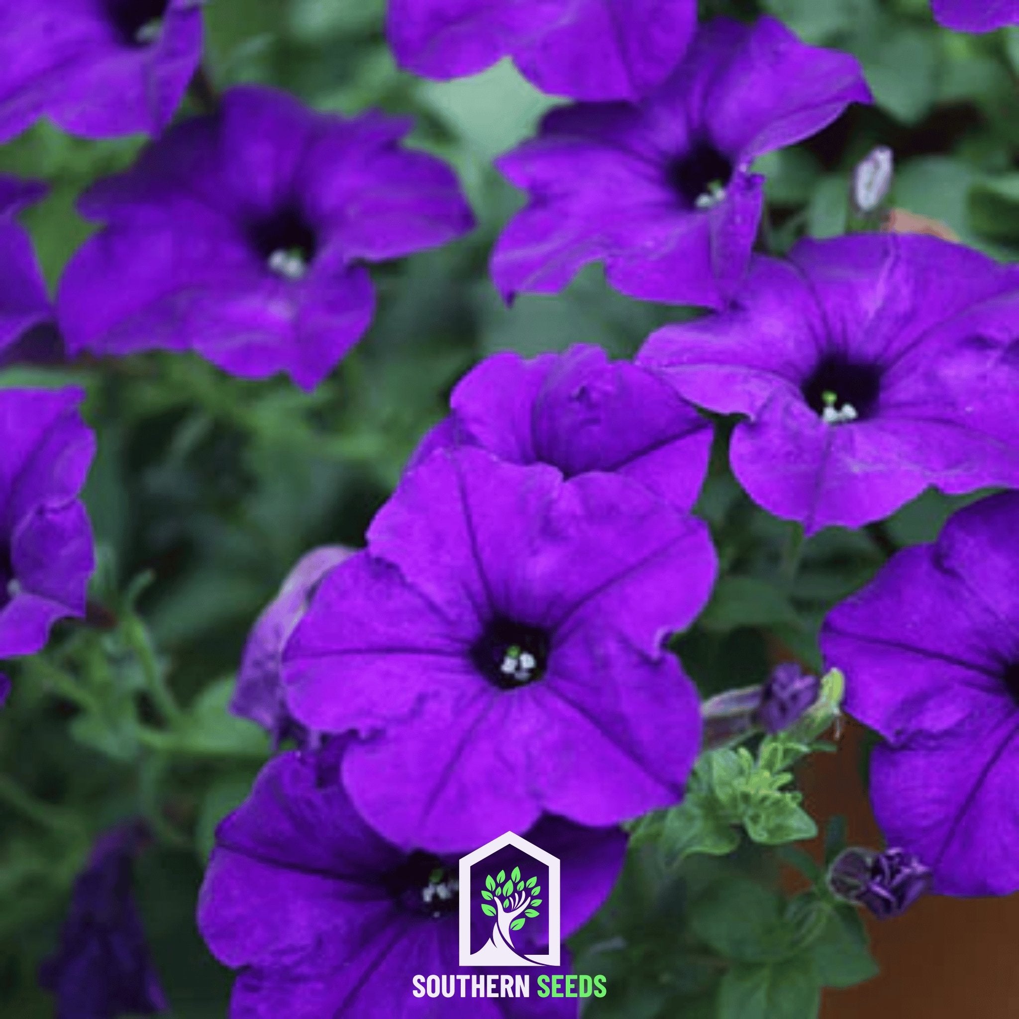 Petunia, Alderman Blue (Petunia nana compacta) - 100 Seeds - Southern Seed Exchange