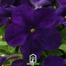 Petunia, Alderman Blue (Petunia nana compacta) - 100 Seeds - Southern Seed Exchange