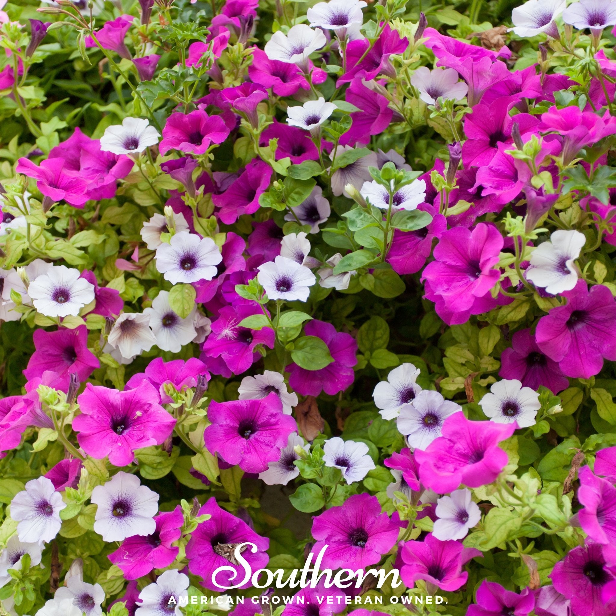 Petunia, Dwarf Mix (Petunia nana compacta) - 250 Seeds - Southern Seed Exchange