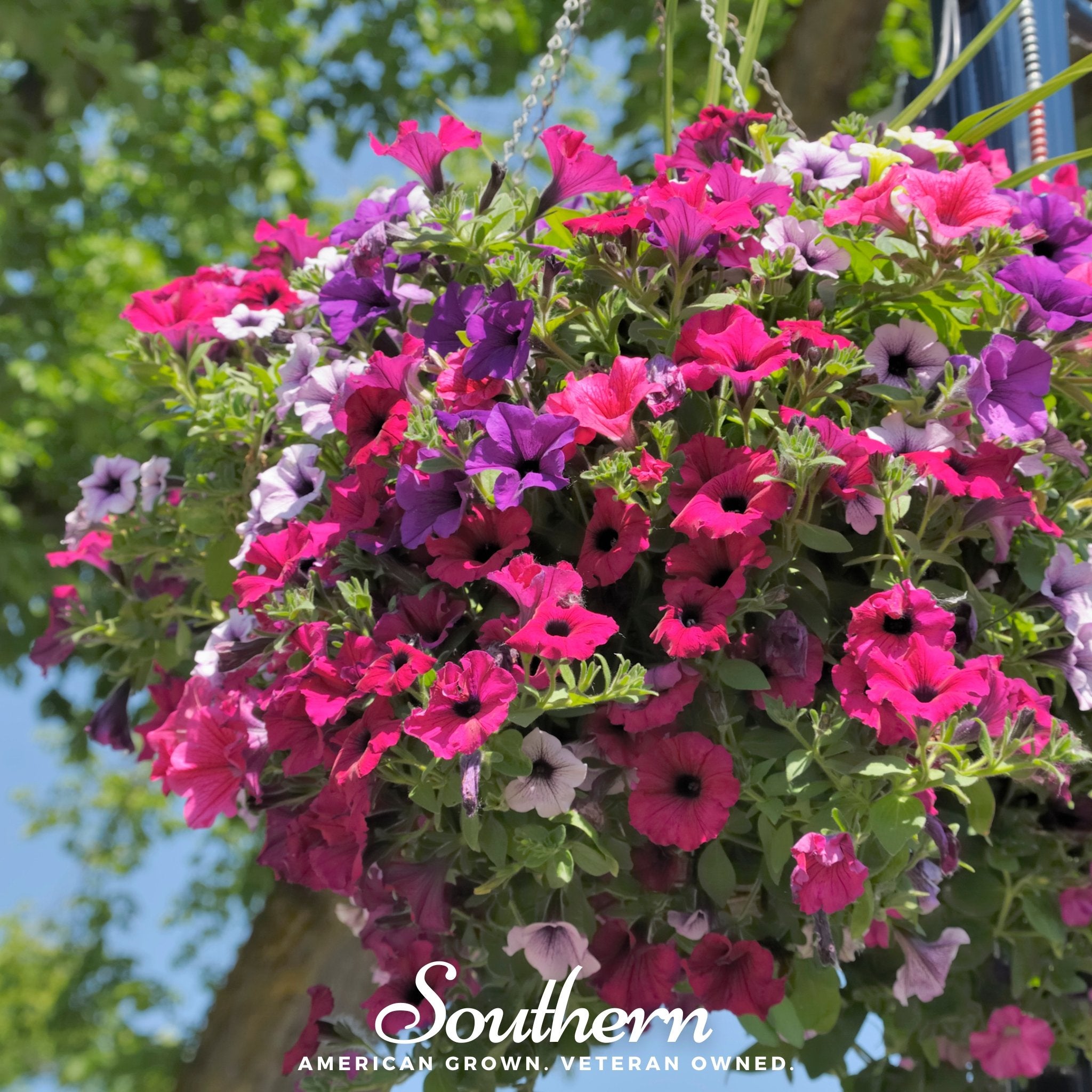 Petunia – Southern Seeds