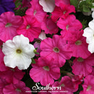 Petunia, Dwarf Mix (Petunia nana compacta) - 250 Seeds - Southern Seed Exchange