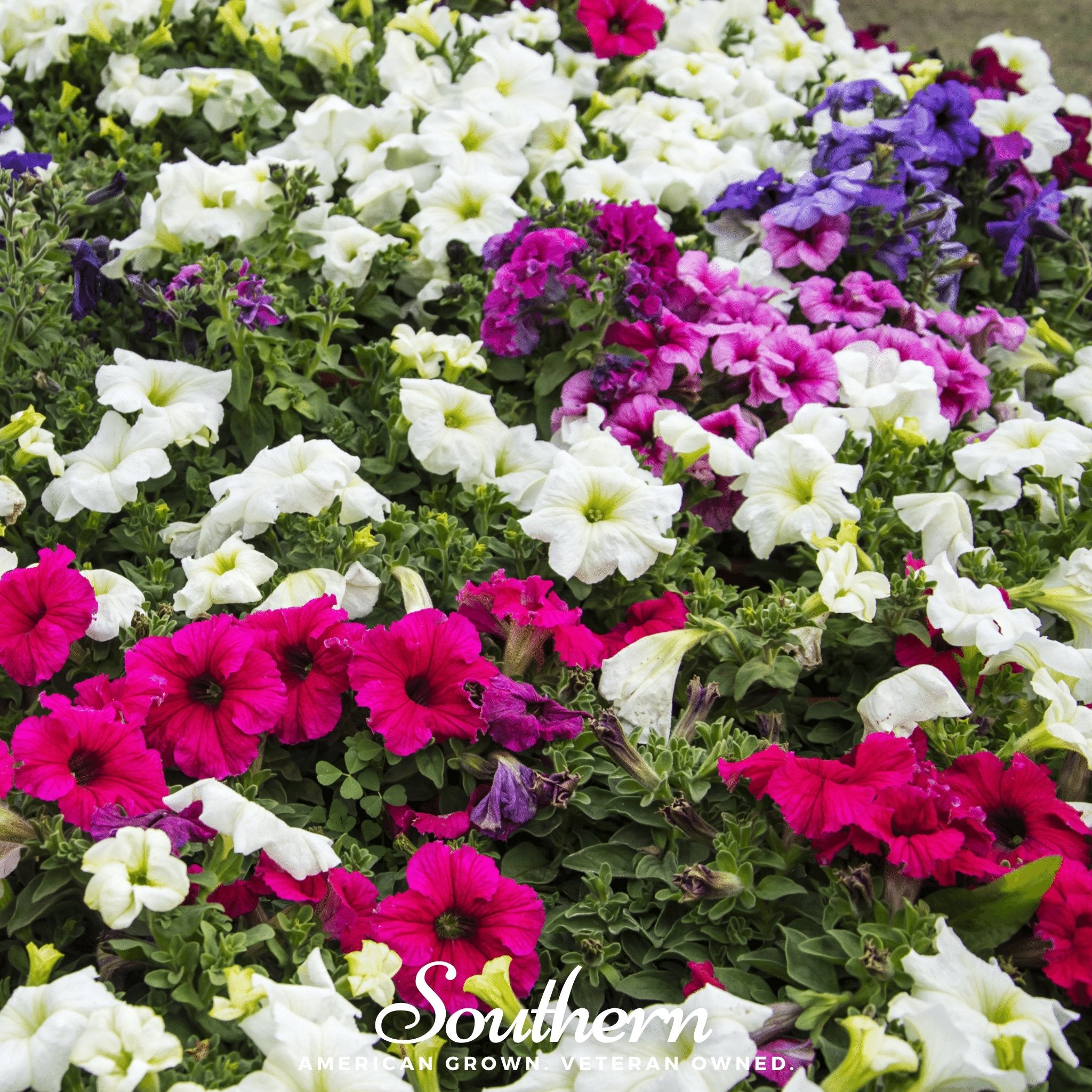 Petunia, Dwarf Mix (Petunia nana compacta) - 250 Seeds - Southern Seed Exchange