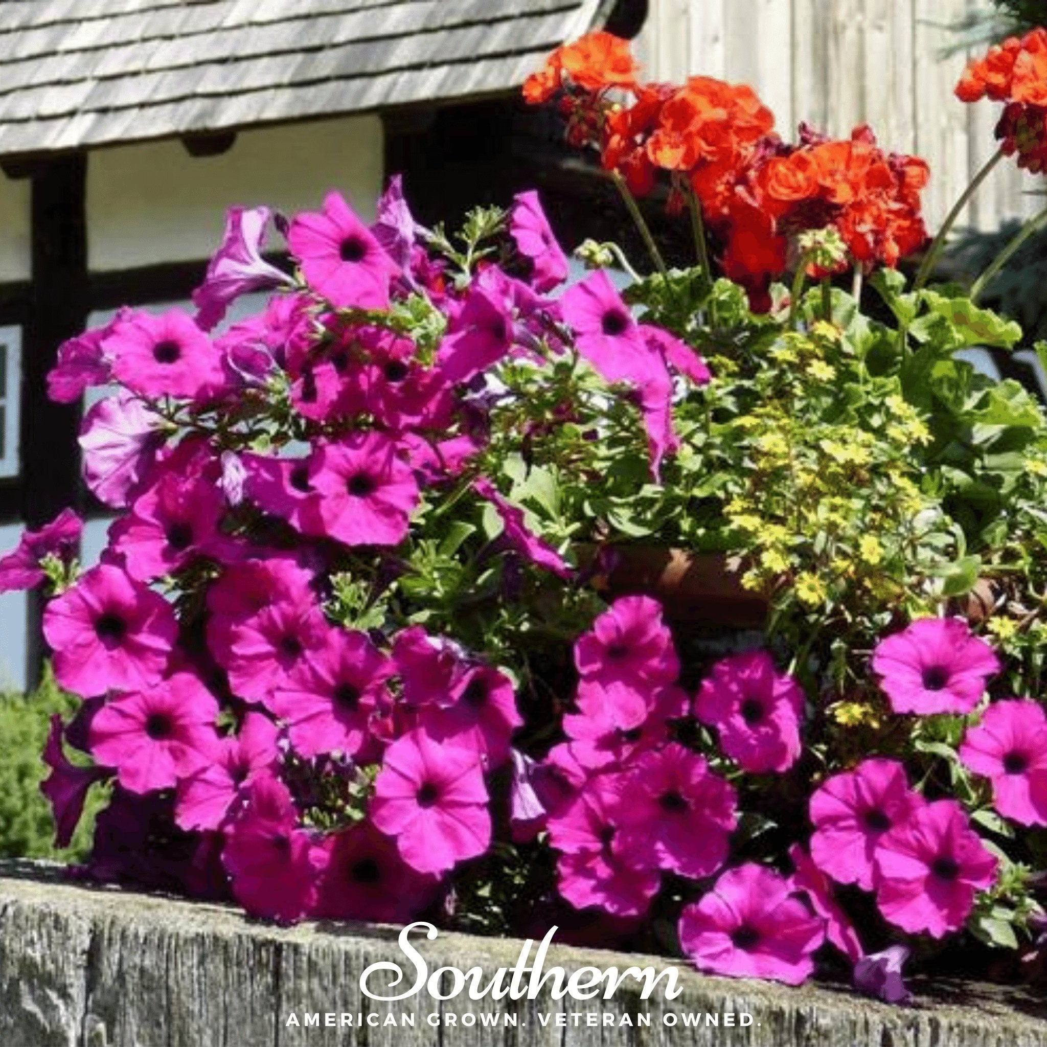 Petunia, Shanin Wild (Petunia violacea) - 250 Seeds - Southern Seed Exchange