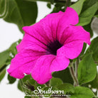 Petunia, Shanin Wild (Petunia violacea) - 250 Seeds - Southern Seed Exchange