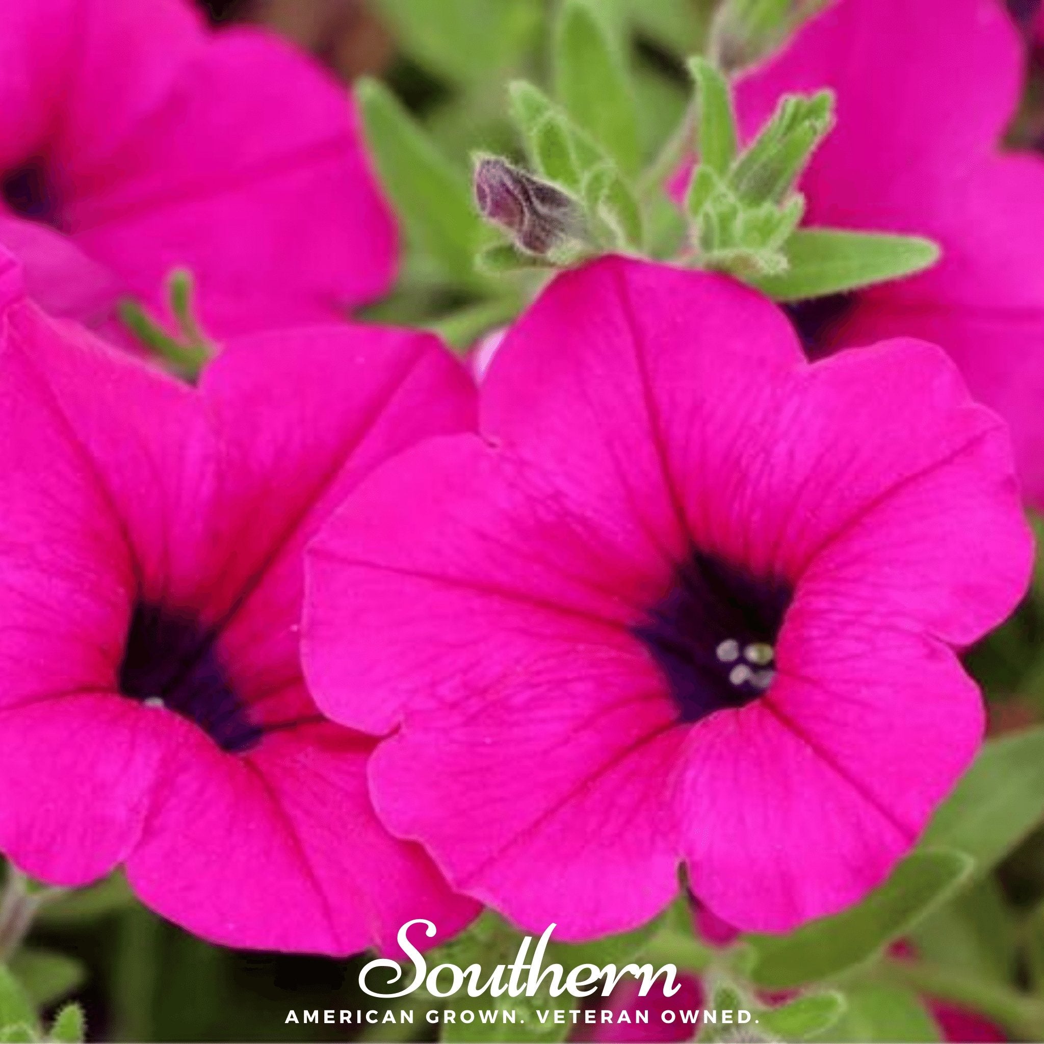 Petunia, Shanin Wild (Petunia violacea) - 250 Seeds - Southern Seed Exchange