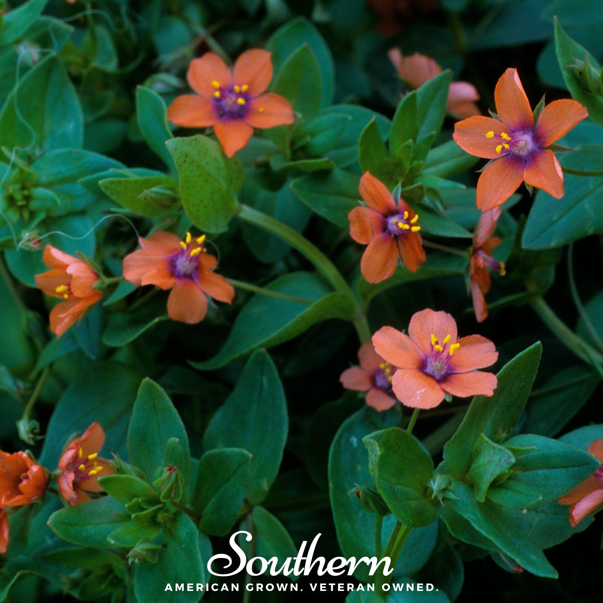 Pimpernel, Scarlet (Anagallis Arvensis) - 100 Seeds - Southern Seed Exchange