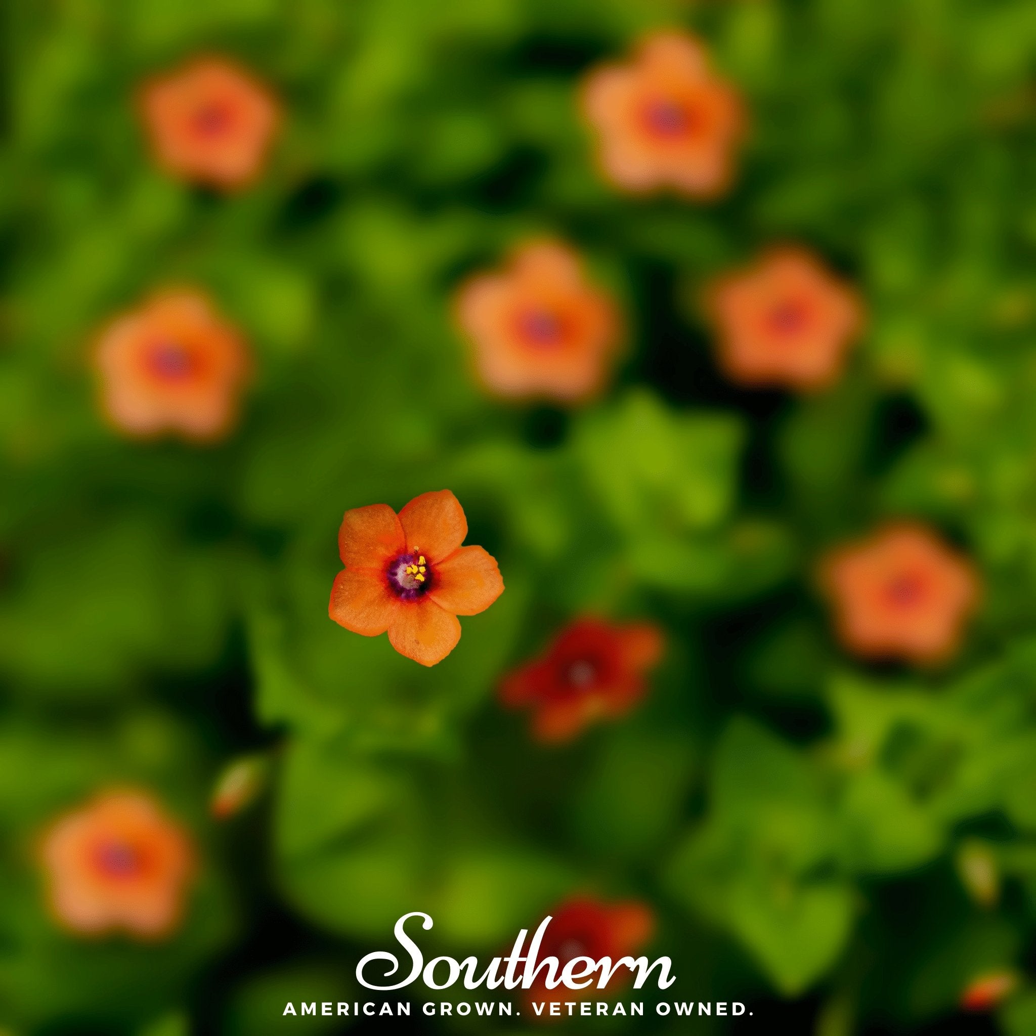 Pimpernel, Scarlet (Anagallis Arvensis) - 100 Seeds - Southern Seed Exchange