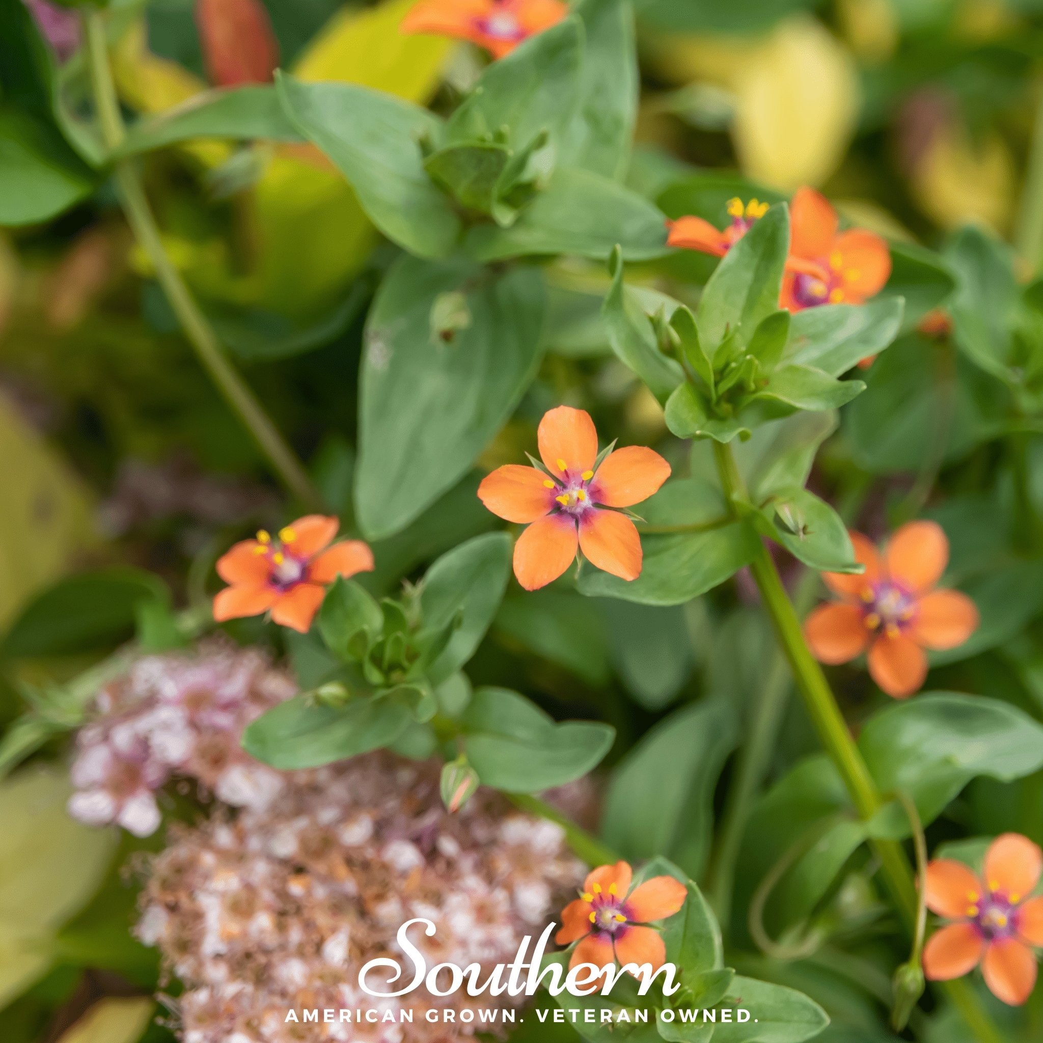 Pimpernel, Scarlet (Anagallis Arvensis) - 100 Seeds - Southern Seed Exchange