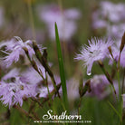 Pinks, Fringed (Dianthus superbus) - 200 Seeds - Southern Seed Exchange