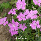 Pinks, Fringed (Dianthus superbus) - 200 Seeds - Southern Seed Exchange