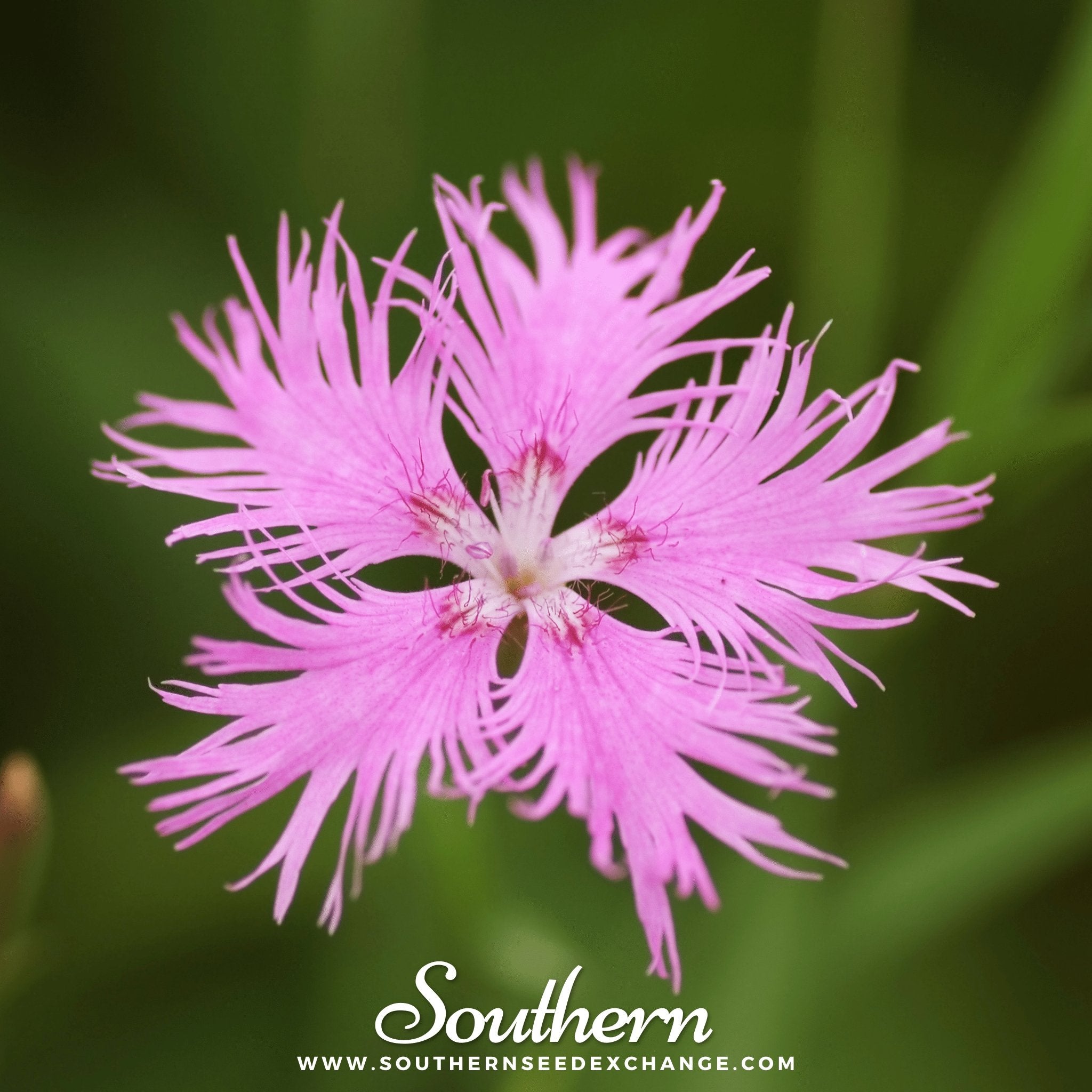 Pinks, Fringed (Dianthus superbus) - 200 Seeds - Southern Seed Exchange