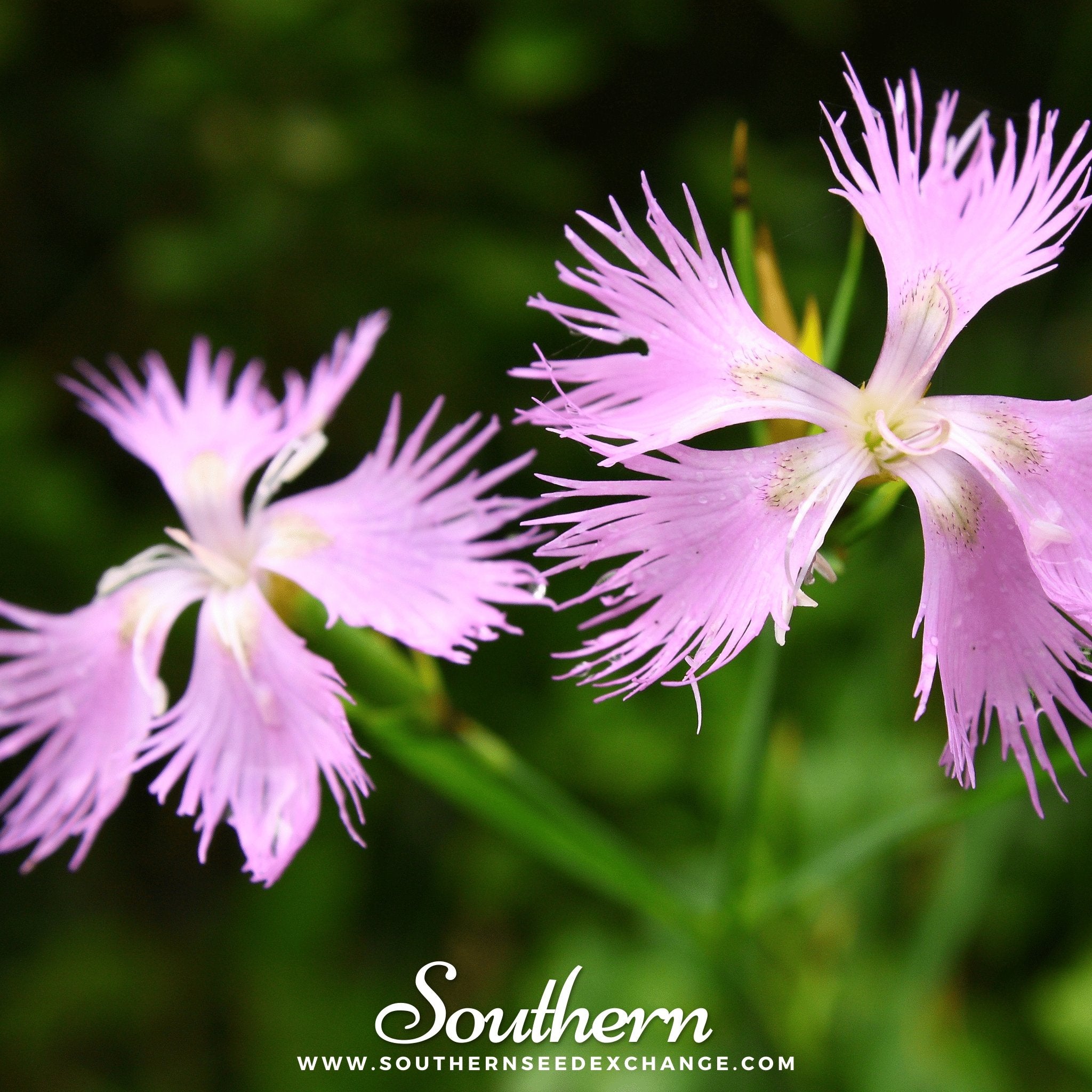 Pinks, Fringed (Dianthus superbus) - 200 Seeds - Southern Seed Exchange