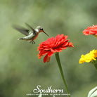 Pollinator Garden Collection - 12 Amazing Pollinator Varieties - Southern Seed Exchange