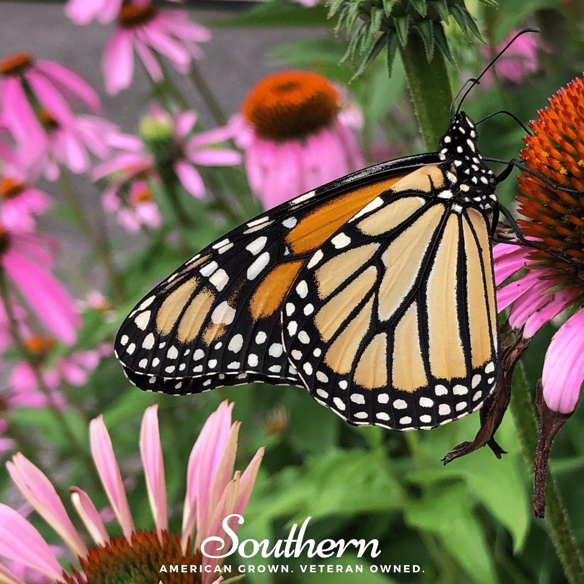 Pollinator Garden Collection - 12 Amazing Pollinator Varieties - Southern Seed Exchange