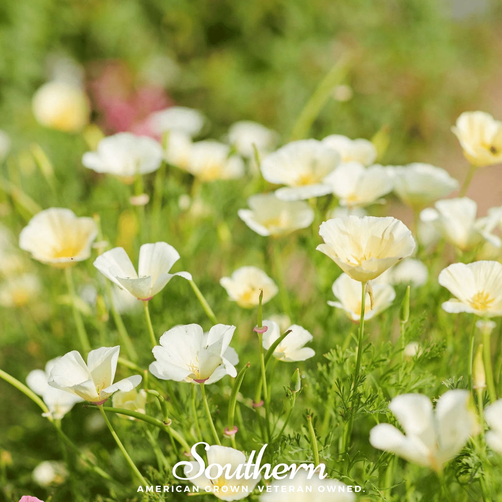 Poppy, California Ivory Castle (Eschscholzia californica) - 50 Seeds - Southern Seed Exchange