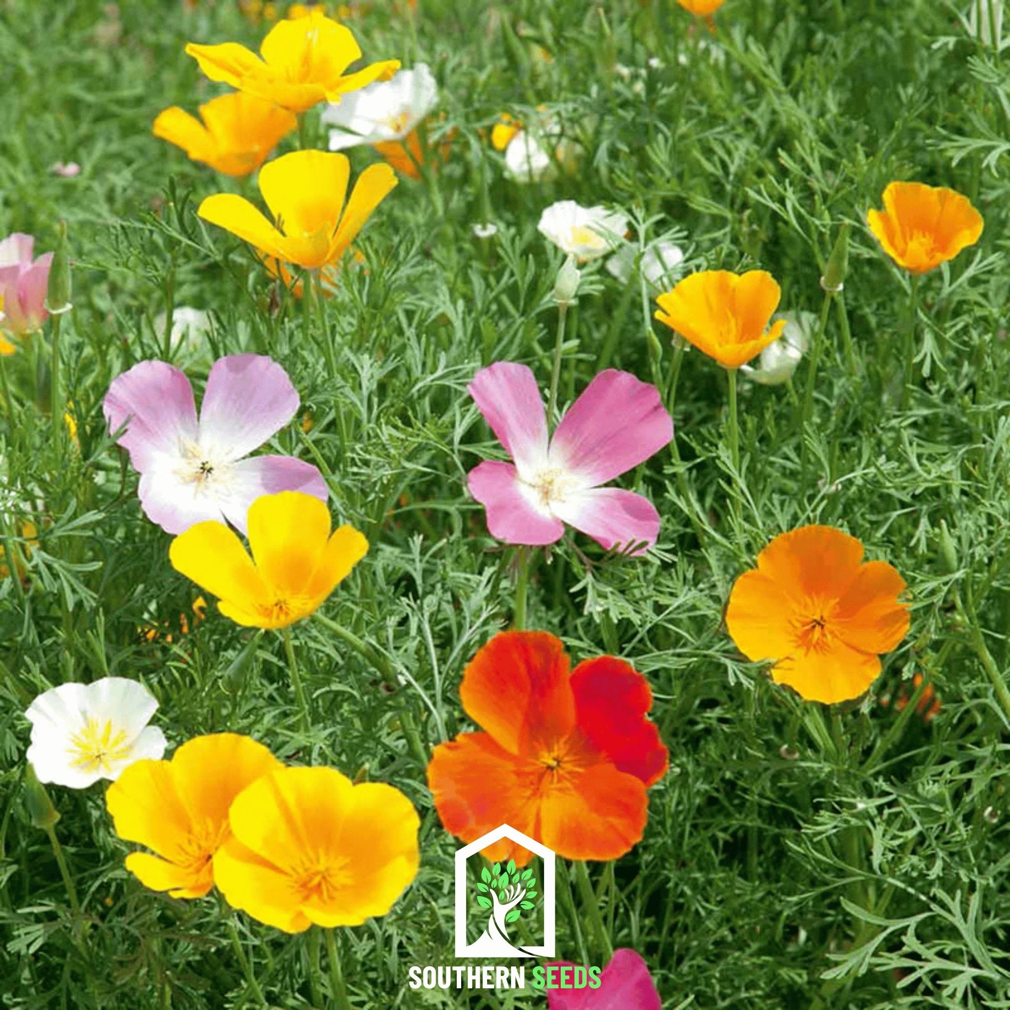 Poppy, California Mix (Eschscholzia californica) - 200 Seeds - Southern Seed Exchange