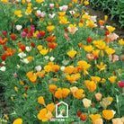 Poppy, California Mix (Eschscholzia californica) - 200 Seeds - Southern Seed Exchange