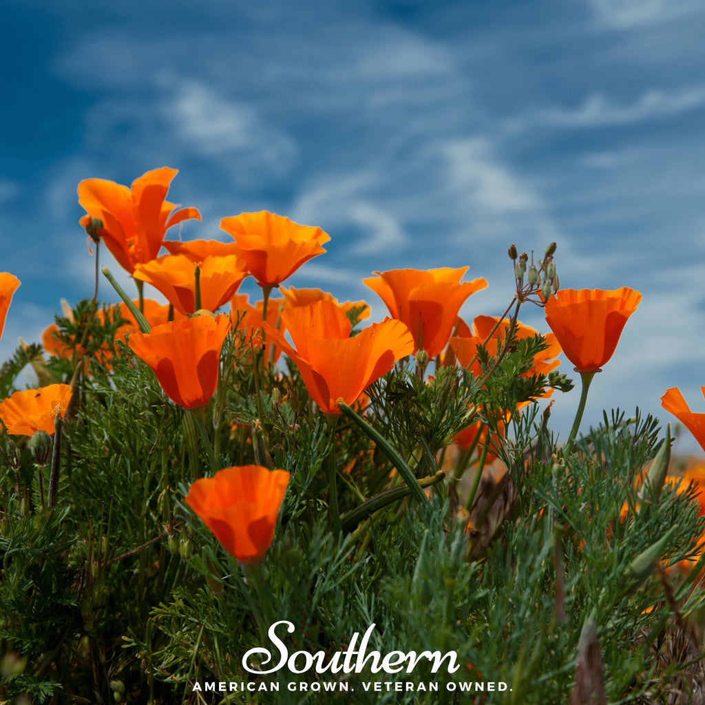 Poppy, California Orange (Eschscholzia californica) - 200 Seeds - Southern Seed Exchange